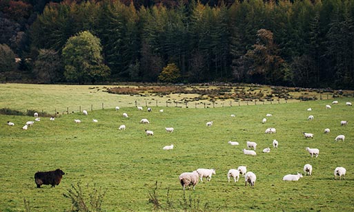 Black Sheep Hotels in the scenic Highlands